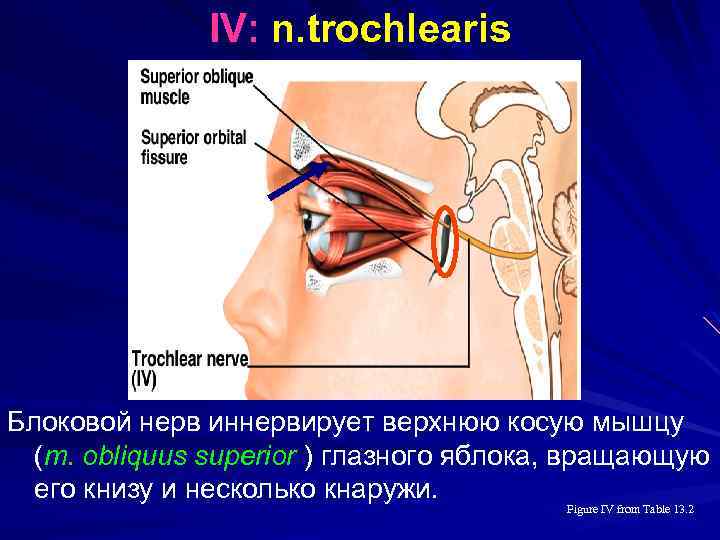 IV: n. trochlearis Блоковой нерв иннервирует верхнюю косую мышцу (m. obliquus superior ) глазного