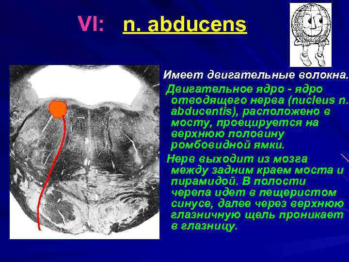 VI: n. abducens Имеет двигательные волокна. Двигательное ядро - ядро отводящего нерва (nucleus n.