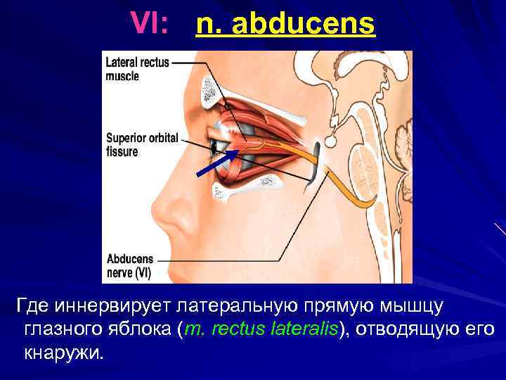 VI: n. abducens Где иннервирует латеральную прямую мышцу глазного яблока (m. rectus lateralis), отводящую