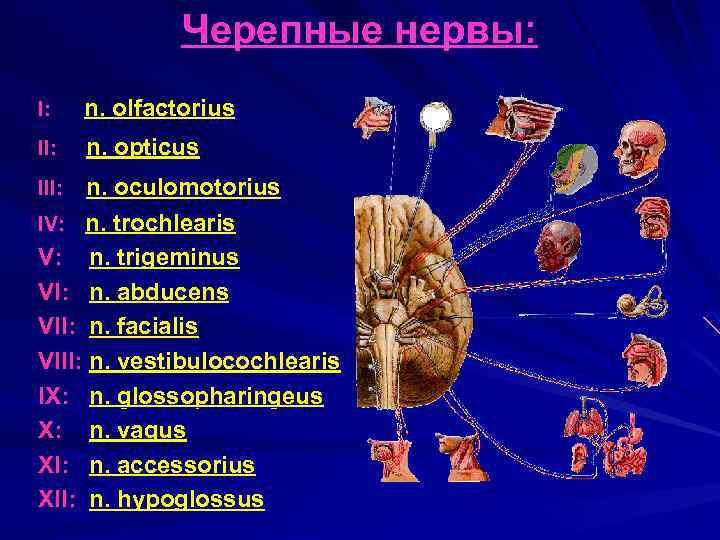 Черепные нервы: I: n. olfactorius II: n. opticus III: n. oculomotorius IV: n. trochlearis