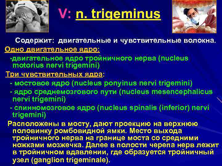  V: n. trigeminus Содержит: двигательные и чувствительные волокна. Одно двигательное ядро: -двигательное ядро