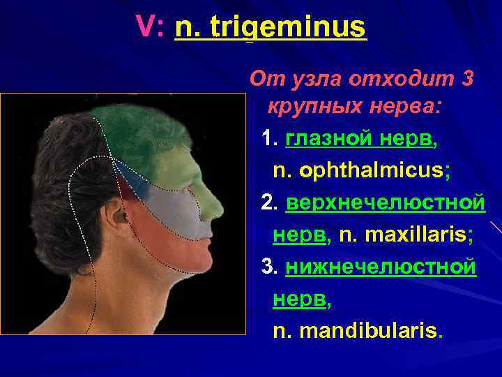 V: n. trigeminus От узла отходит 3 крупных нерва: 1. глазной нерв, n. ophthalmicus;
