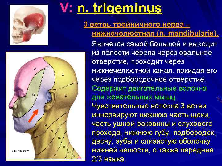 V: n. trigeminus 3 ветвь тройничного нерва – нижнечелюстная (n. mandibularis). Является самой большой