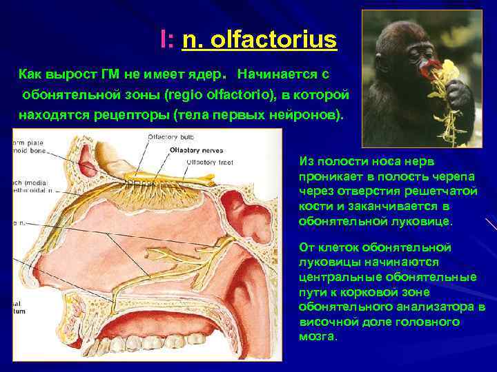 Обонятельный нерв неврология презентация