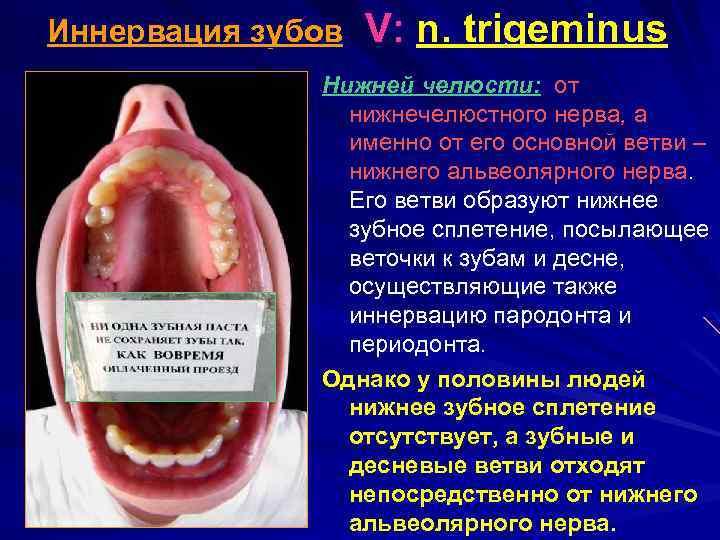 Иннервация зубов V: n. trigeminus Нижней челюсти: от нижнечелюстного нерва, а именно от его