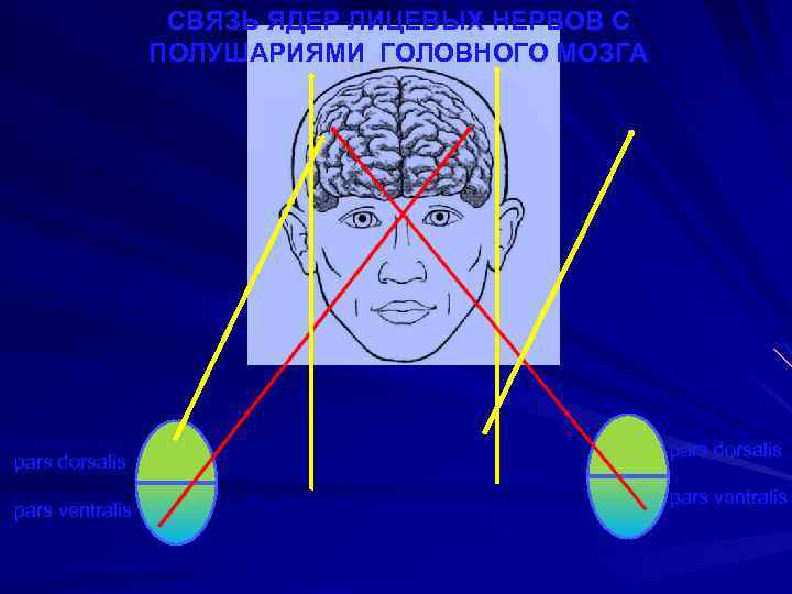 СВЯЗЬ ЯДЕР ЛИЦЕВЫХ НЕРВОВ С ПОЛУШАРИЯМИ ГОЛОВНОГО МОЗГА pars dorsalis pars ventralis 