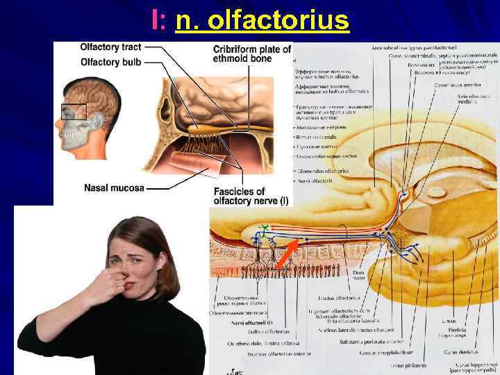 I: n. olfactorius 