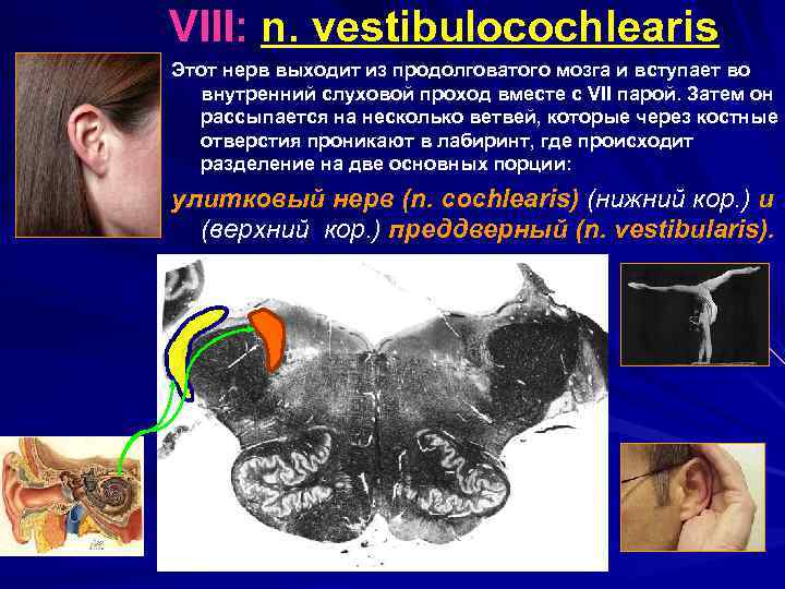  VIII: n. vestibulocochlearis Этот нерв выходит из продолговатого мозга и вступает во внутренний