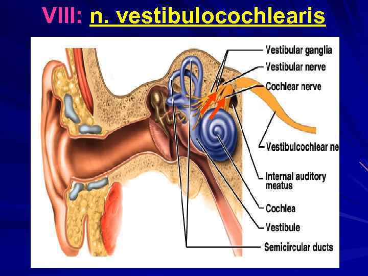 VIII: n. vestibulocochlearis 