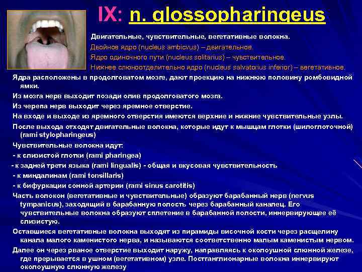  IX: n. glossopharingeus Двигательные, чувствительные, вегетативные волокна. Двойное ядро (nucleus ambicvus) – двигательное.
