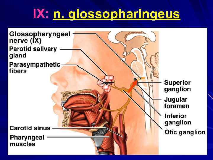IX: n. glossopharingeus Figure IX from Table 13. 2 