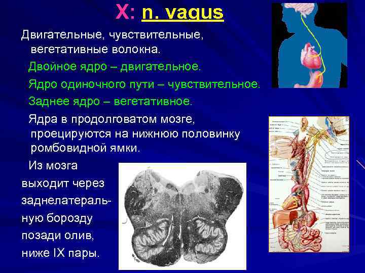 X: n. vagus Двигательные, чувствительные, вегетативные волокна. Двойное ядро – двигательное. Ядро одиночного пути