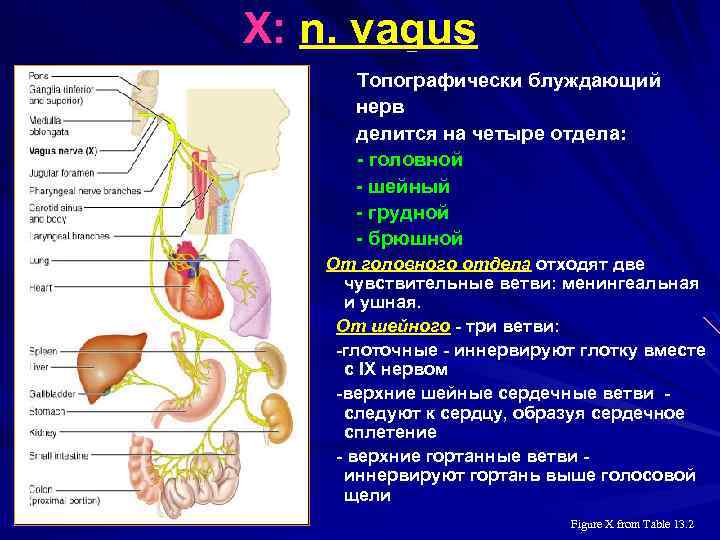 X: n. vagus Топографически блуждающий нерв делится на четыре отдела: - головной - шейный