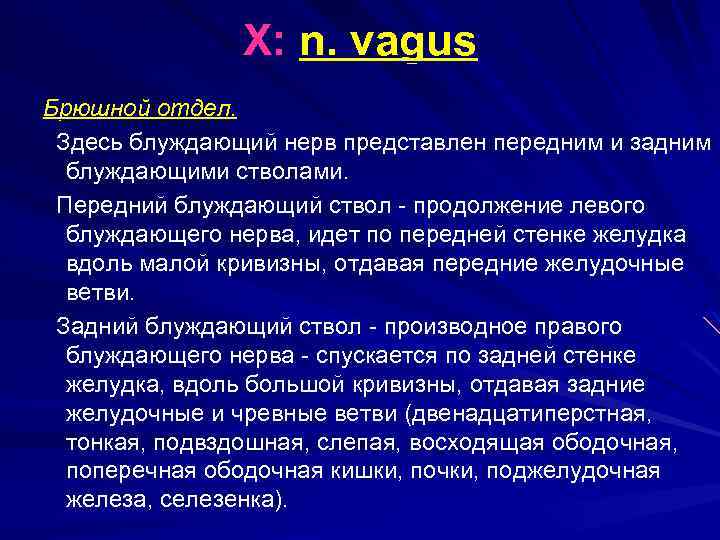 X: n. vagus Брюшной отдел. Здесь блуждающий нерв представлен передним и задним блуждающими стволами.