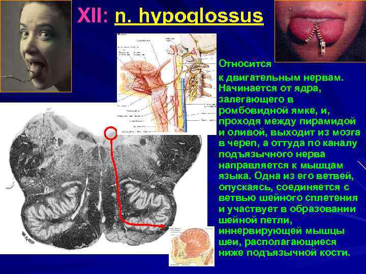 XII: n. hypoglossus Относится к двигательным нервам. Начинается от ядра, залегающего в ромбовидной ямке,