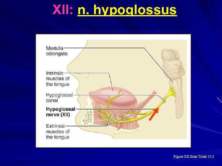 XII: n. hypoglossus Figure XII from Table 13. 2 
