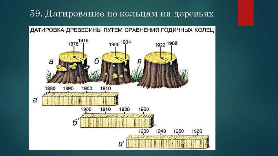 59. Датирование по кольцам на деревьях 