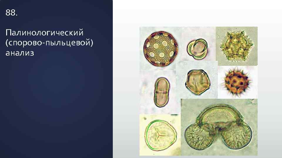 88. Палинологический (спорово-пыльцевой) анализ 