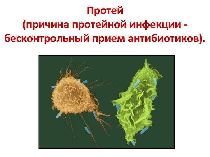 Протей (причина протейной инфекции - бесконтрольный прием антибиотиков). 
