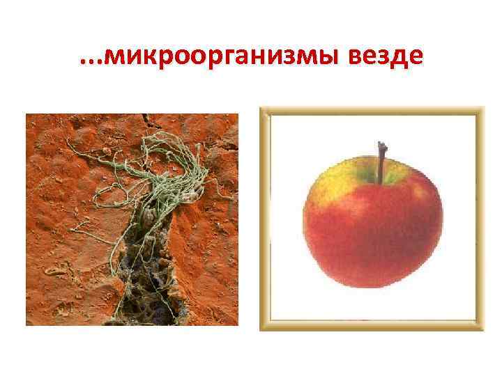 . . . микроорганизмы везде 