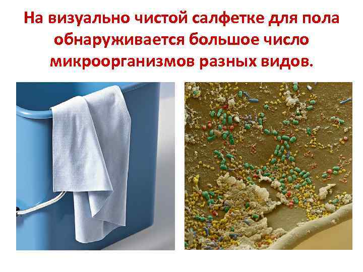 На визуально чистой салфетке для пола обнаруживается большое число микроорганизмов разных видов. 