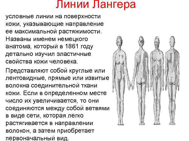 Линии лангера на теле. Линии натяжения кожи Лангера разрезы. Линии натяжения Лангера хирургия. Линии растяжения кожи Лангера. Линии Лангера схема.