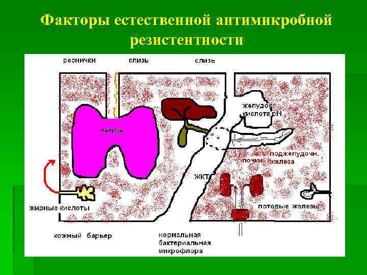 Факторы естественной антимикробной резистентности 