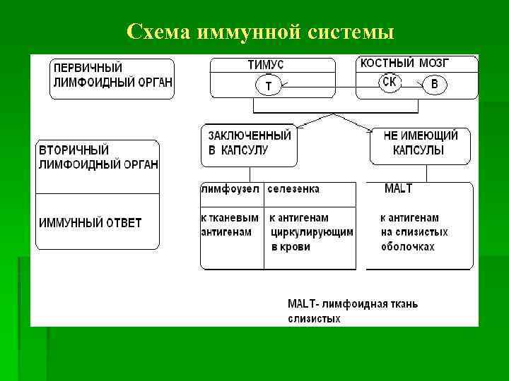 Схема иммунной системы 