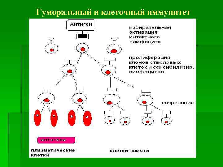 Гуморальный и клеточный иммунитет 