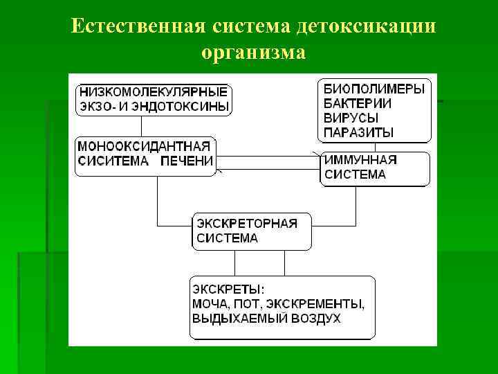 Естественная система детоксикации организма 