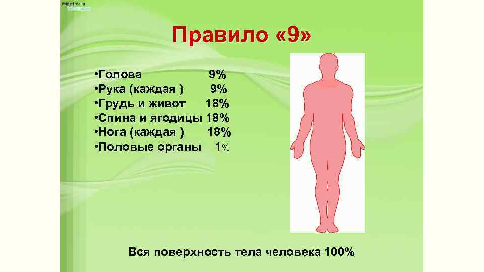 Правило « 9» • Голова 9% • Рука (каждая ) 9% • Грудь и
