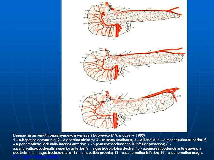 Варианты артерий поджелудочной железы (Войленко В. Н. и соавт. 1965). (Войленко 1 – a.