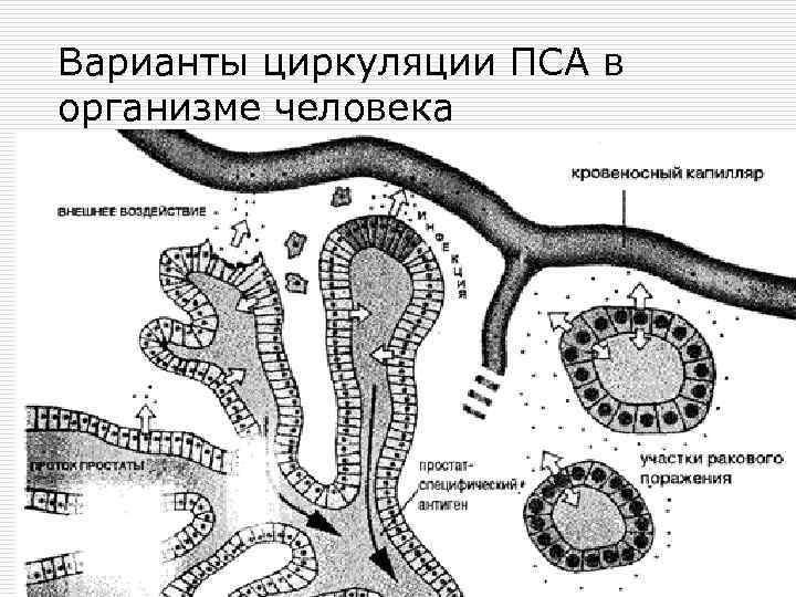Варианты циркуляции ПСА в организме человека 