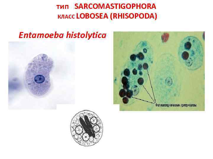 тип SARCOMASTIGOPHORA КЛАСС LOBOSEA (RHISOPODA) Entamoeba histolytica 