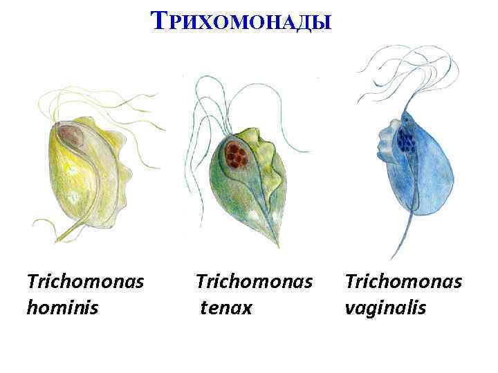 ТРИХОМОНАДЫ Trichomonas hominis Trichomonas tenax Trichomonas vaginalis 