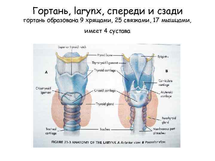 Гортань, larynx, спереди и сзади гортань образована 9 хрящами, 25 связками, 17 мышцами, имеет