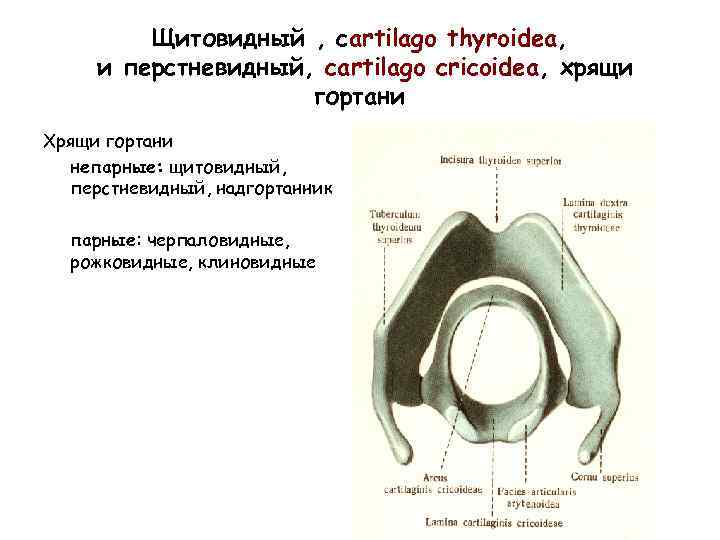 Щитовидный , сartilago thyroidea, и перстневидный, cartilago cricoidea, хрящи гортани Хрящи гортани непарные: щитовидный,