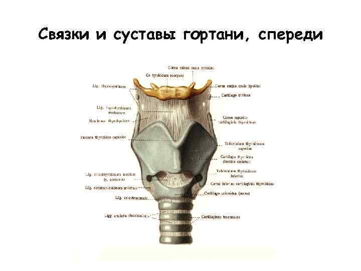 Связки гортани