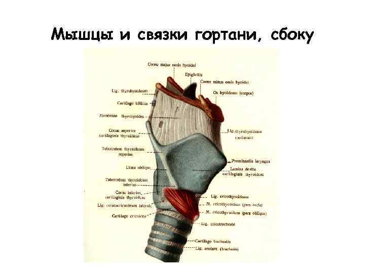 Мышцы гортани. Мышцы гортани вид сбоку. Мышцы гортани схема анатомия. Мышцы гортани анатомия человека.