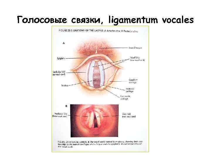 Голосовые связки, ligamentum vocales 