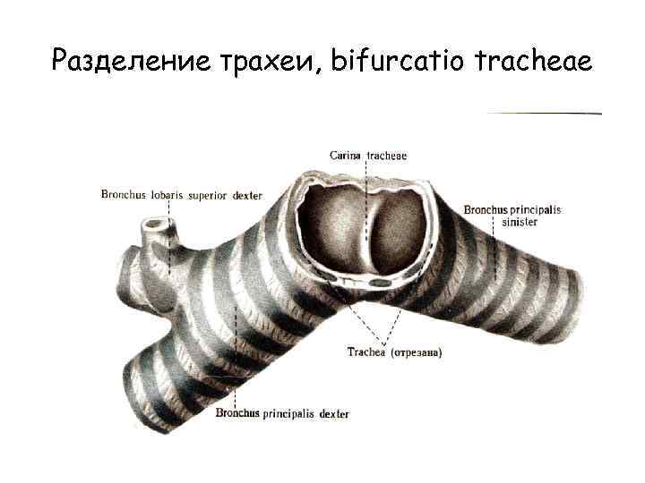 Разделение трахеи, bifurcatio tracheae 