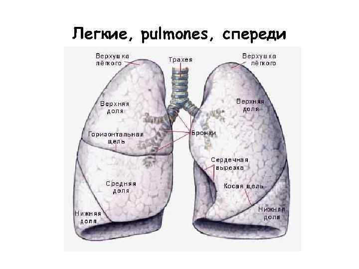 Размеры легких