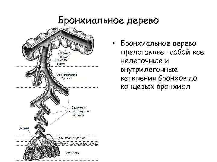 Ветвление крупных бронхов происходит в органе который обозначен на рисунке буквой