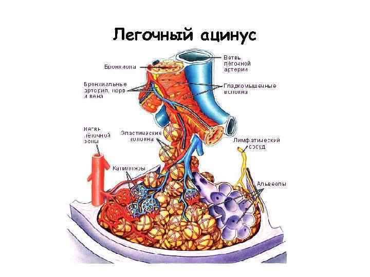 Схема строения ацинуса легкого