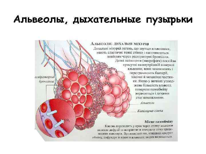 Альвеолы, дыхательные пузырьки 