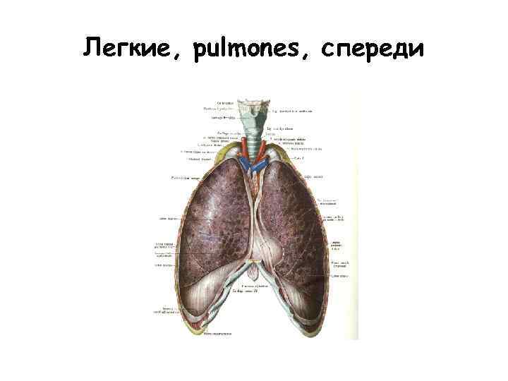 Легкие, pulmones, спереди 