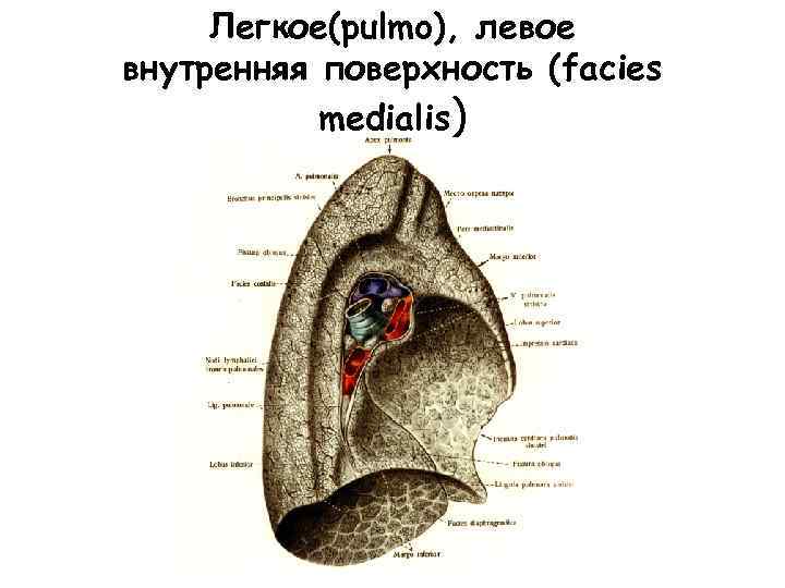 Легкое(рulmo), левое внутренняя поверхность (facies medialis) 