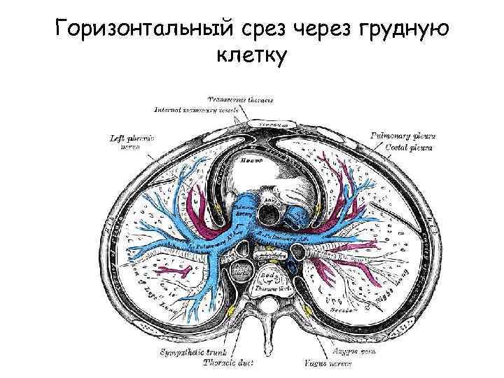 Горизонтальный срез через грудную клетку 