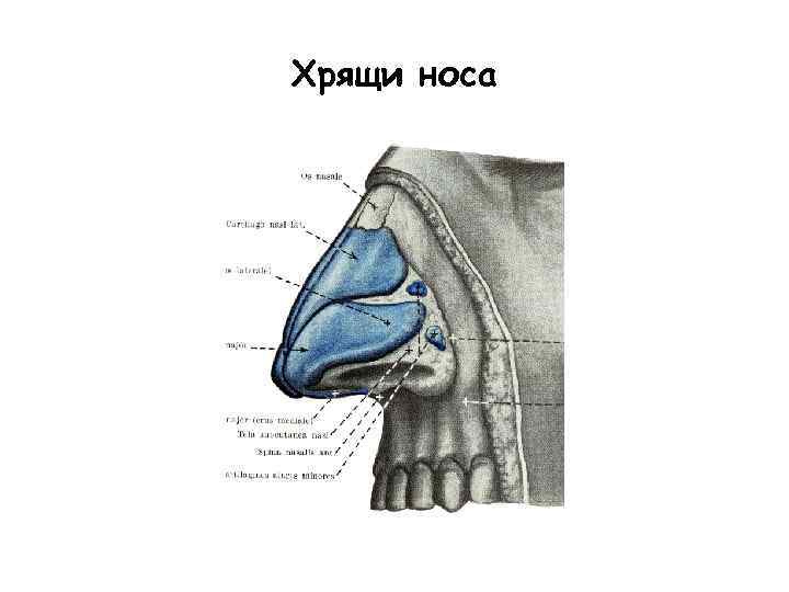 Добавочные носовые хрящи латынь