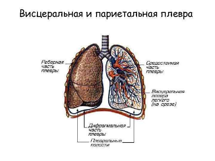 Какой цифрой на рисунке обозначена пристеночная плевра